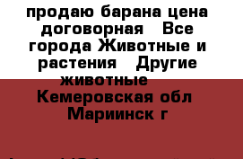 продаю барана цена договорная - Все города Животные и растения » Другие животные   . Кемеровская обл.,Мариинск г.